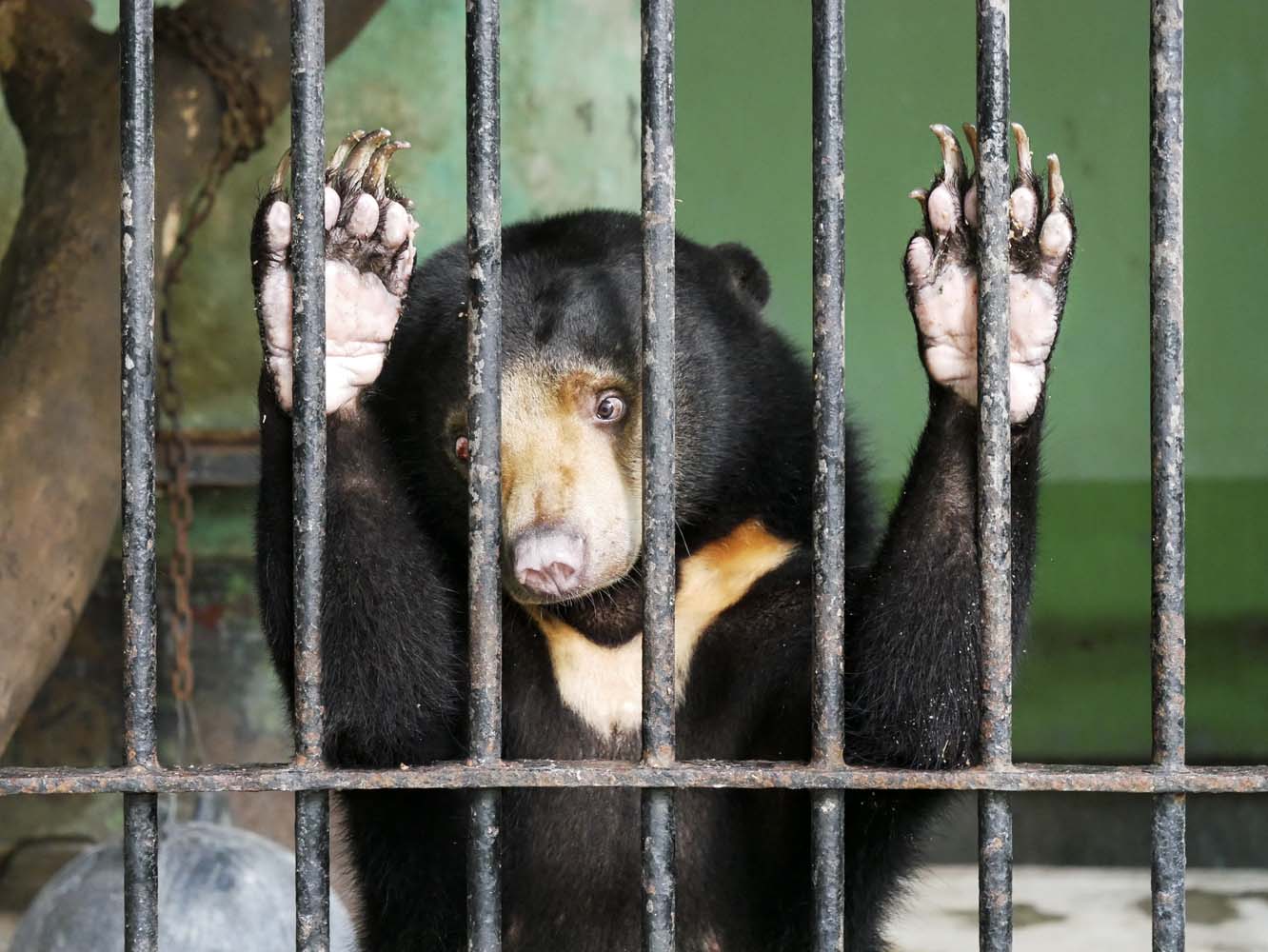 abigail_upton_yangonzoo_1.jpg