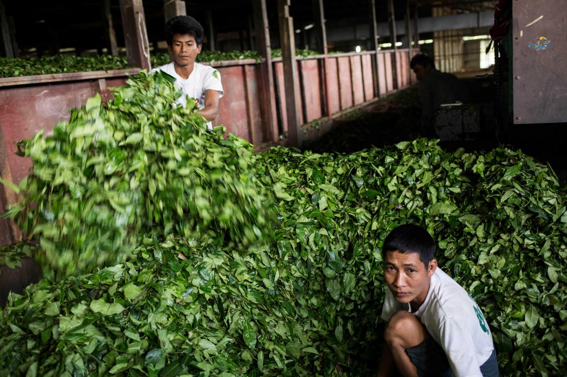 Bitter harvest: Shan State tea growers grapple with labour shortage ...