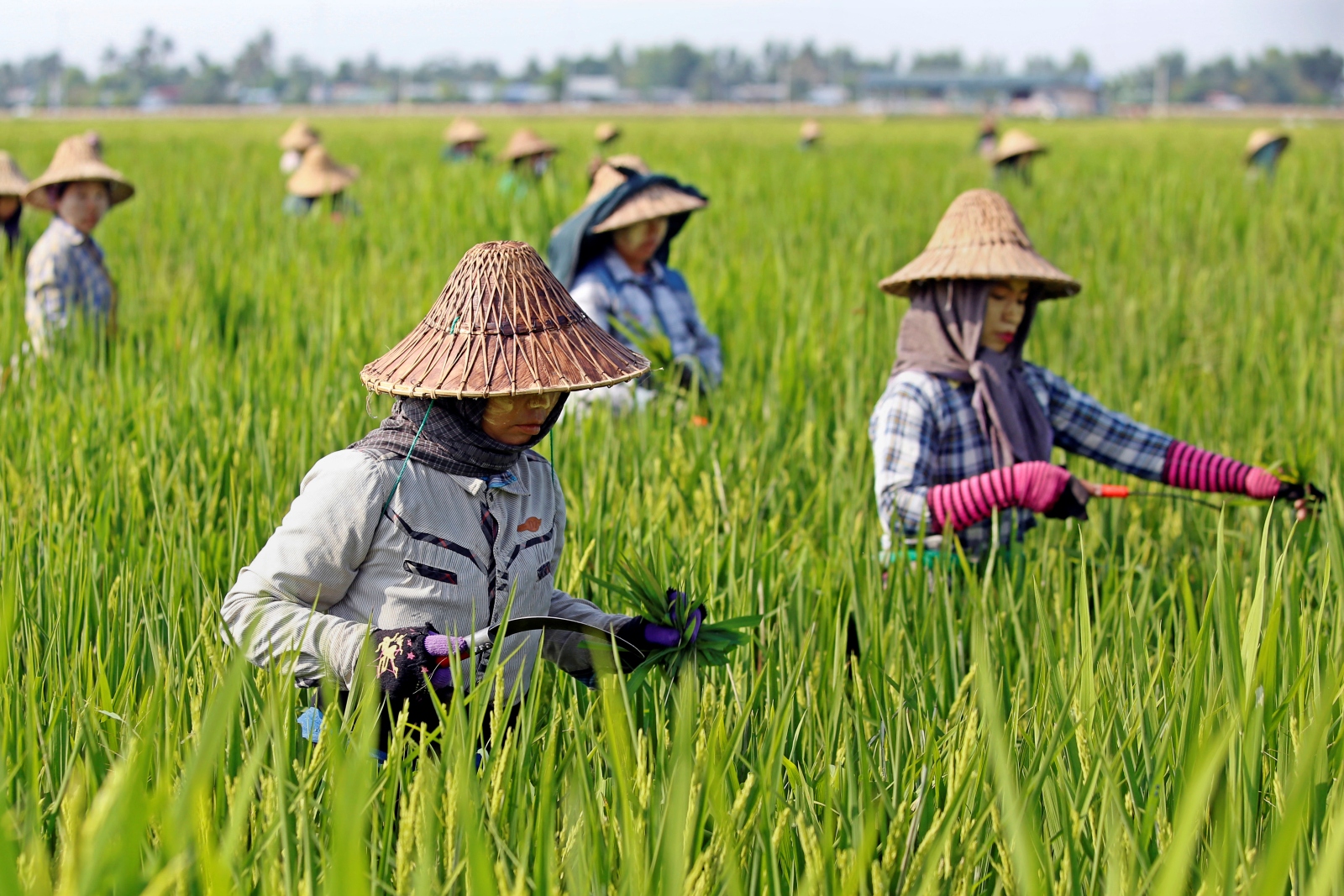 Women tend to a rice plantation outside Nay Pyi Taw on May 1, 2018. (AFP)