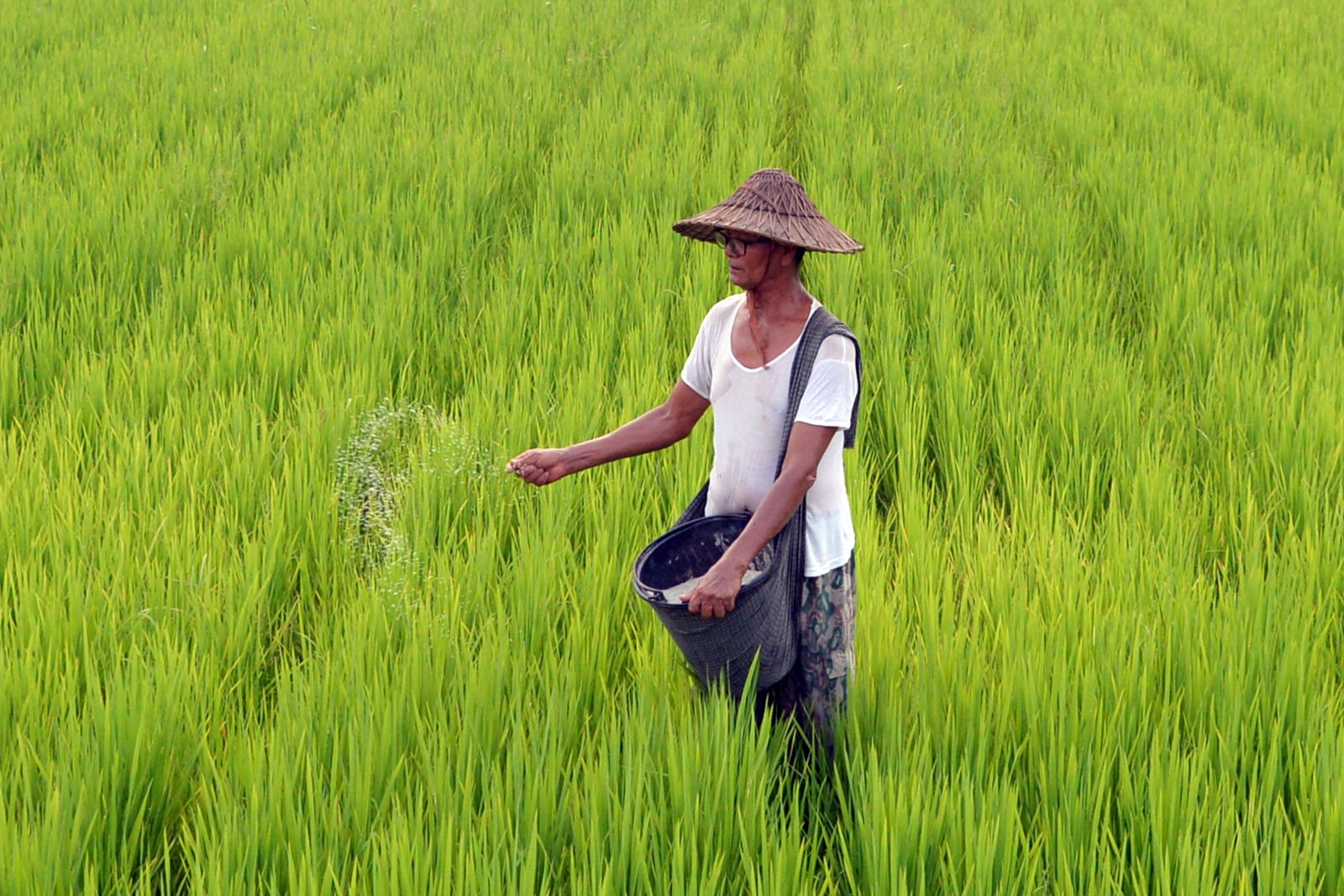 A farmer uses fertiliser in a paddy field in Nay Pyi Taw on April 18, 2019. (AFP)